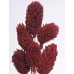 MAGNOLIA PODS Red 16"